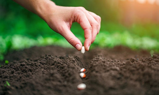 Featured image for How To Make a Profit From the Garden in Your Backyard