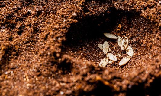 Featured image for 3 Things To Consider When Buying Seeds for Your Garden