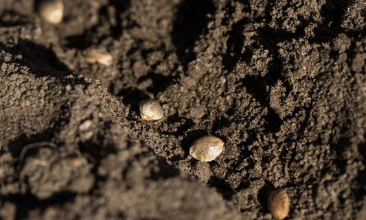 Featured image for How Long Do Heirloom Seeds Last? What You Should Know