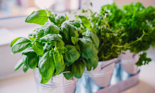 Featured image for Common Indoor Garden Challenges To Prepare For