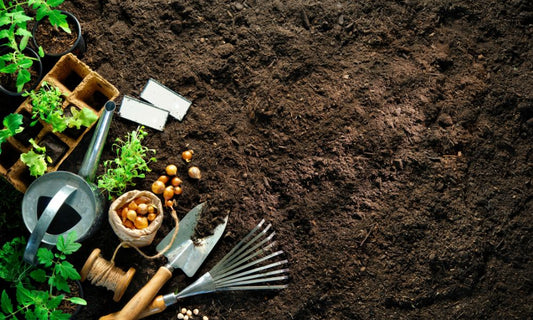 Featured image for Factors To Consider When Planning a Garden
