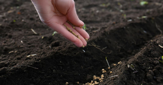 Featured image for Tips for Maximizing Yields in Your Heirloom Garden