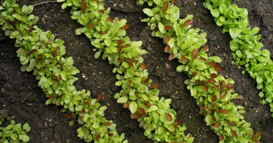 Featured image for Organic Pest Control Solutions for Your Heirloom Plants