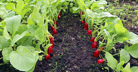 Organic Pest Control Solutions for Your Heirloom Plants