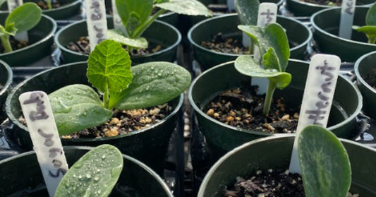 Featured image for Heirloom Herbs: Adding Flavor and Function to Your Garden