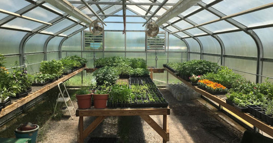 Heirloom Herbs: Adding Flavor and Function to Your Garden