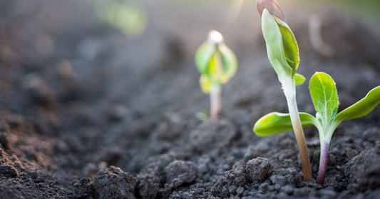 Featured image for Helpful Tips for Successful Heirloom Seed Germination