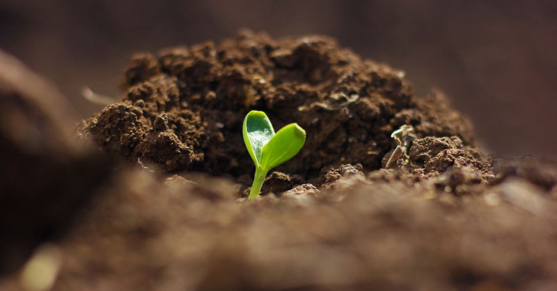 Helpful Tips for Successful Heirloom Seed Germination