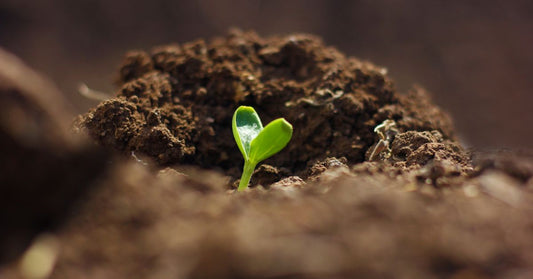 Helpful Tips for Successful Heirloom Seed Germination
