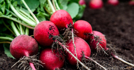 Featured image for Heirloom Seed Varieties That Are Resistant to Pests