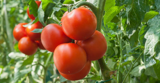 Heirloom Seed Varieties That Are Resistant to Pests