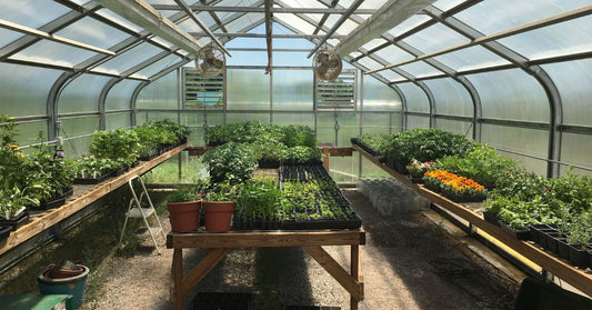Featured image for Everything You Need To Know About Microgreens