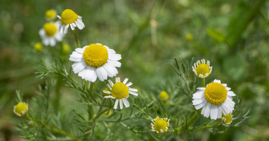 Featured image for Heirloom Seeds To Plant That Have Medicinal Properties
