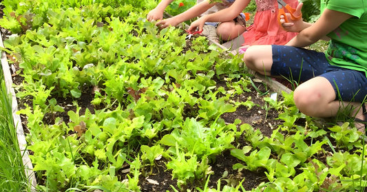 Featured image for Reasons To Grow Heirloom Lettuce Varieties in Your Garden