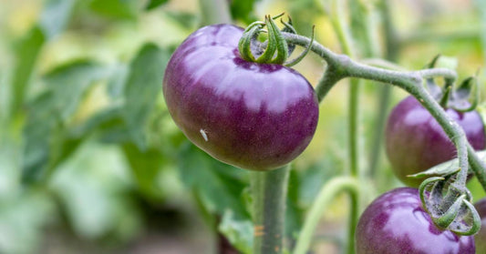 Featured image for Uncommon Heirloom Varieties To Add to Your Garden