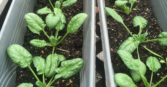 ARKHeirloomSeeds-382717-Cons-Container-Gardening-blogbanner1