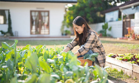 Featured image for Vegetables To Plant in the Summer for Fall Harvesting