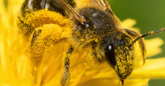 Featured image for The Role of Pollinators in Heirloom Seed Production