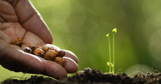 Featured image for What Are Heirloom Seeds? What You Need To Know