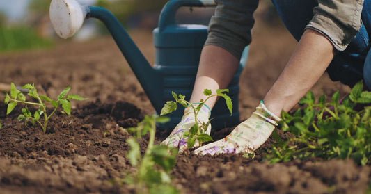 Featured image for The Importance of Soil Health in Heirloom Seed Gardening
