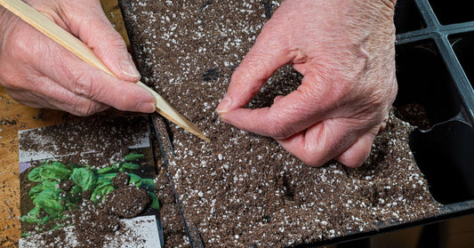 Featured image for Heirloom Crops That Thrive in Challenging Climates