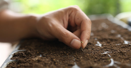Featured image for Essential Gardening Tools for Every Heirloom Seed Enthusiast