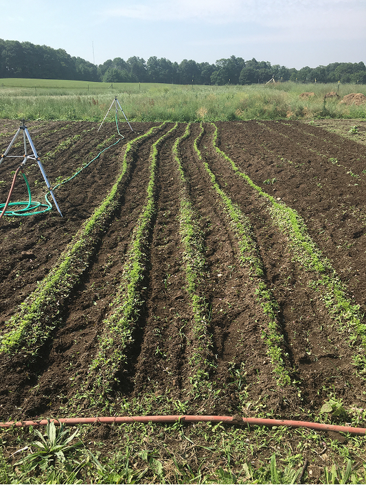 Four Tips for Summer Garden Maintenance