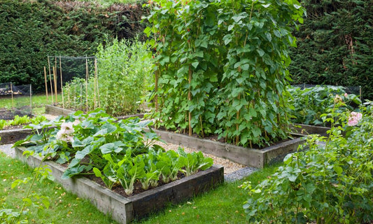 Featured image for Raised Beds vs. In-Ground Garden Beds: The Differences