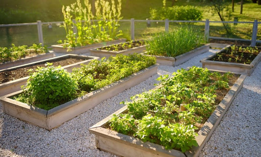 Featured image for A Brief Guide to Plant Hardiness Zones for Gardens