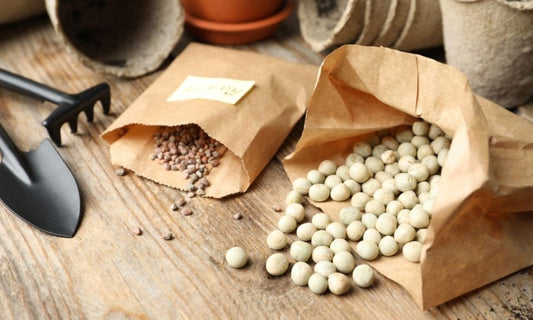The Difference Between Heirloom and Hybrid Seeds