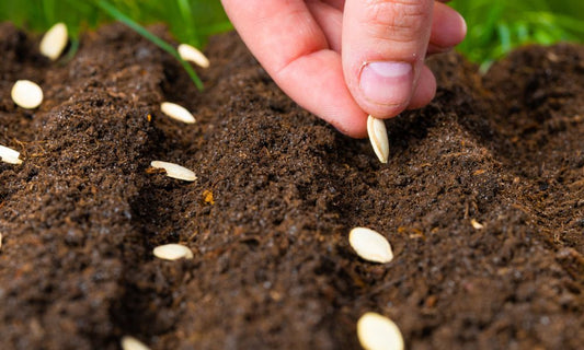The Importance of Heirloom Seeds for Our Future