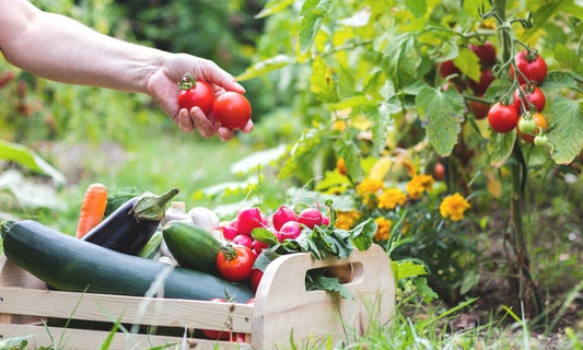 Tips for Starting a Backyard Vegetable Garden