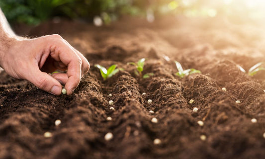 What To Look For When Choosing Seeds for Your Garden