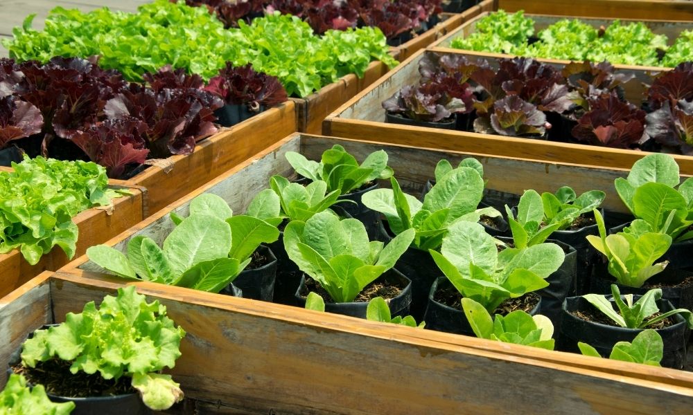What’s the Latest: Popular Vegetables To Grow in 2022