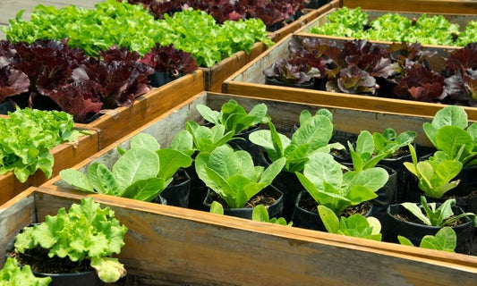 What’s the Latest: Popular Vegetables To Grow in 2022