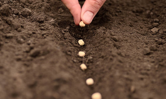 When Is the Perfect Time To Harvest Your Garden?