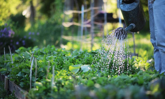 Featured image for Tips for Gardening While Conserving Water