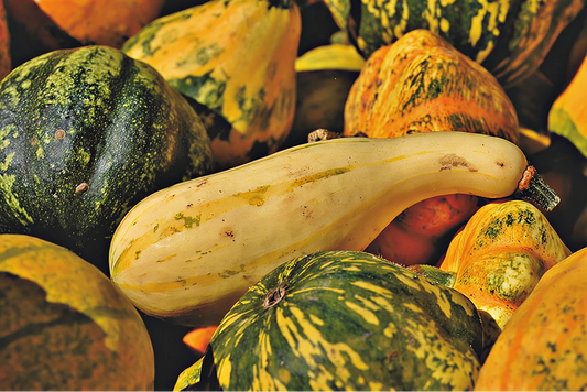 Heirloom Squash Seeds