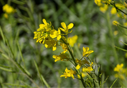 Heirloom Mustard