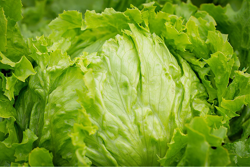 Heirloom Lettuce Seeds