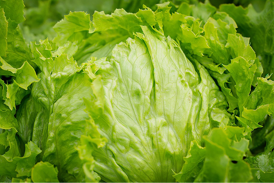Heirloom Lettuce Seeds