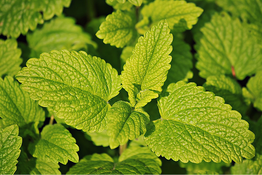 Heirloom Lemon Balm – Perennial