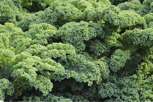 Heirloom Kale Seeds
