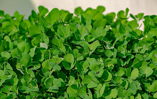 Heirloom Fenugreek – Annual