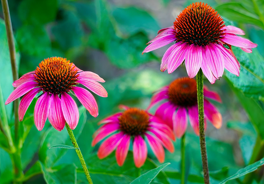 Heirloom Echinacea Seeds – Perennial