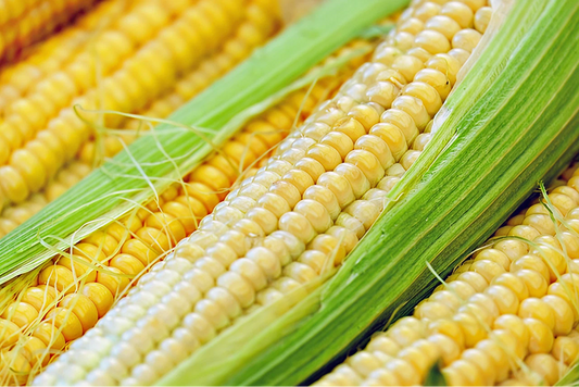 Heirloom Corn Seeds
