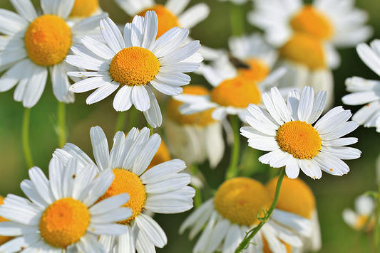 Heirloom Chamomile – Annual