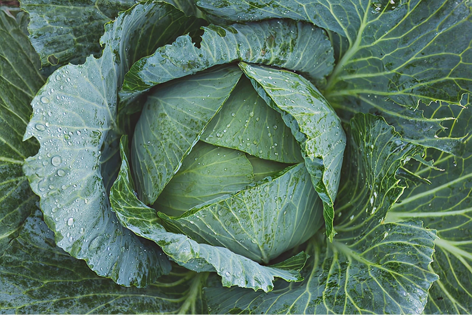 Heirloom Cabbage