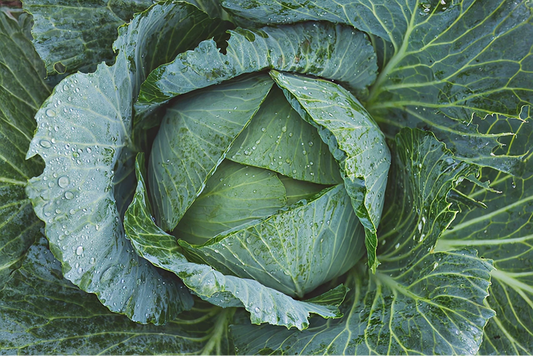 Heirloom Cabbage