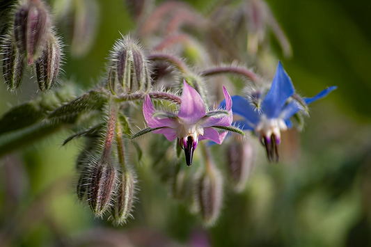 Heirloom Borage – Annual